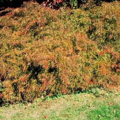 thumbnail for publication: Acer palmatum 'Ornatum': 'Ornatum' Japanese Maple
